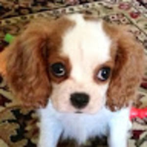 Meet your Posher, Rob